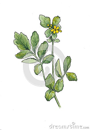 Watercolor botanical illustration of celandine. Cartoon Illustration