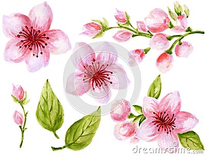 Watercolor botanical illustration of Chinese flower elements Pink flowers collection with leaves and blossom hand paint Cartoon Illustration