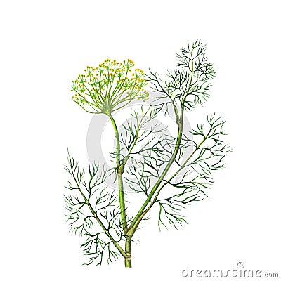 Watercolor botanical illustration of fennel Cartoon Illustration