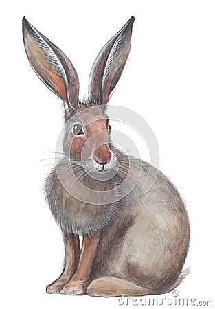 Watercolor illustration of grey hare. Cartoon Illustration