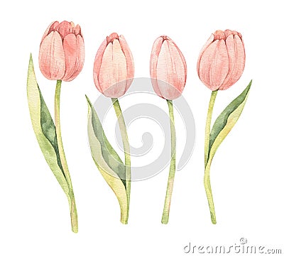 Watercolor botanical illustration. Happy Easter! Spring tulip. Pink flowers collection. Perfect for invitations, greeting cards, Cartoon Illustration