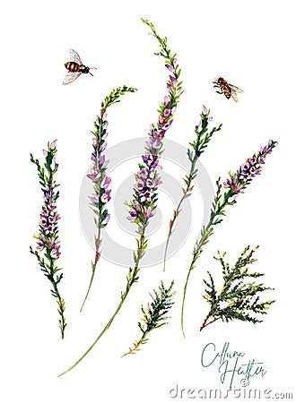 Watercolor Botanical Illustration of Heather Flowers Bouquet Stock Photo