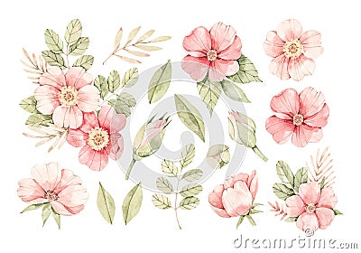 Watercolor botanical illustration. Pink dog-rose blossom. Bouquet with gentle rose, bud, branches and green leaves. Perfect for Cartoon Illustration