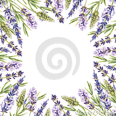 Watercolor botanical illustration. Square frame with lavender flowers. Empty round space for text. Purple wildflowers Cartoon Illustration