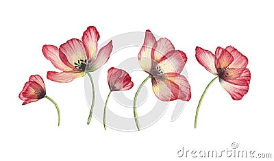 Watercolor translucent Poppy flowers isolated. Pressed transparent dry flower botanical illustration Cartoon Illustration