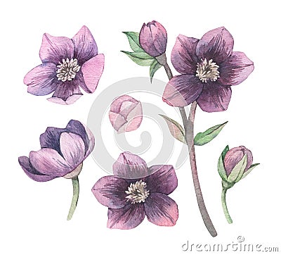 Watercolor botanical illustration. Violet blossom. Collection with gentle flower, bud, branches and green leaves. Perfect for Cartoon Illustration