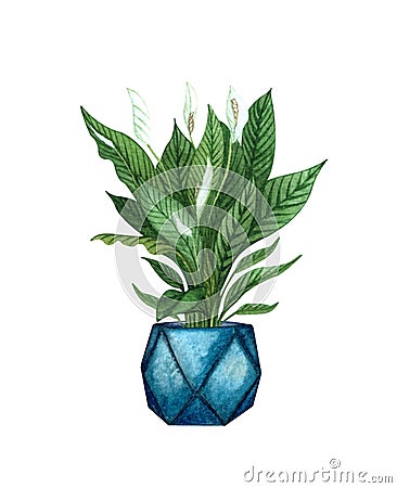 Watercolor botanical illustrations of potted houseplant. PEACE LILY in a pot isolated on white background. Boho plant PEACE LILY Cartoon Illustration