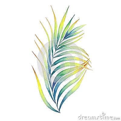 Watercolor palm leaf illustration isolated. Vibrant botanical drawing. Tropical colorful branch Cartoon Illustration