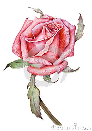 Watercolor Botanical picture of a bright fresh rose. Stock Photo