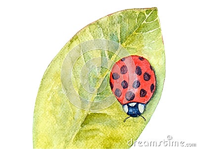 Watercolor botanical summer illustration with colorful ladybug and greenery Cartoon Illustration