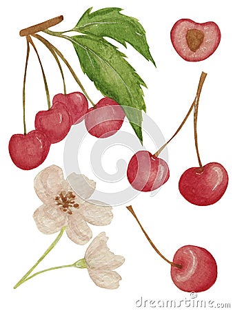 Watercolor set with cherries, leaves, cherry blossom isolated on white background. For various food products, cards etc. Stock Photo
