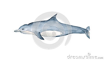 Watercolor dolphin hand Drawn Illustration Cartoon Illustration