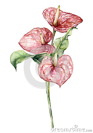 Watercolor bouquet with anthurium and leaves. Hand painted floral composition with flowers and stems isolated on white Cartoon Illustration