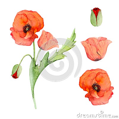 Watercolor bouquet arrangement, elements with hand drawn summer bright red poppy flowers. Isolated on white background Stock Photo