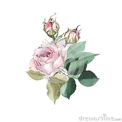 Watercolor bouquet arrangement with pink roses bud flower green leaves Cartoon Illustration