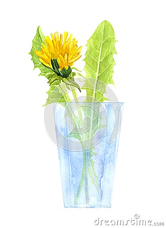 Watercolor bouquet of dandelions and green leaves in a glass beaker, romantic illustration of summer yellow flowers Cartoon Illustration