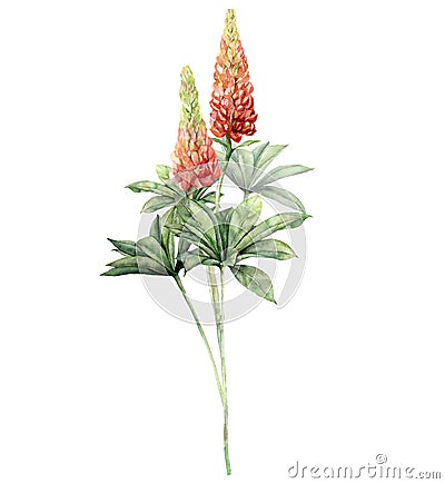 Watercolor bouquet with lupine. Hand painted flowers, leaves and stems isolated on white background. Botanical floral Cartoon Illustration