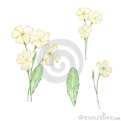 Watercolor bouquet primrose, february birth month flower Vector Illustration