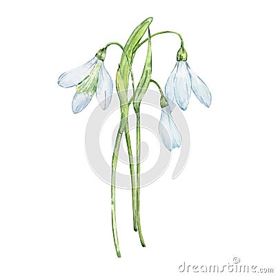 Watercolor bouquet snowdrops, january birth month flower Stock Photo