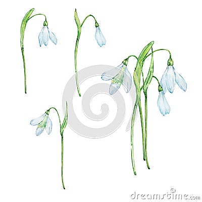 Watercolor bouquet snowdrops, january birth month flower Stock Photo