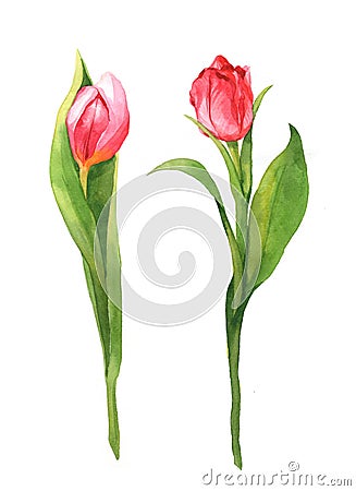 Watercolor bouquet of tulips isolated Cartoon Illustration