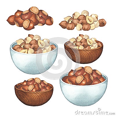 Watercolor bowls and handfuls of peeled and unpeeled hazelnuts. Cartoon Illustration