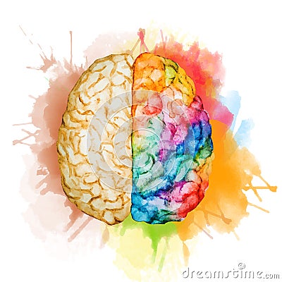 Watercolor brain Vector Illustration