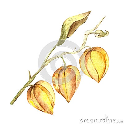 Watercolor branch and buds of the physalis plant. Perfect for printing, web, textile design, scrapbooking, souvenir Stock Photo