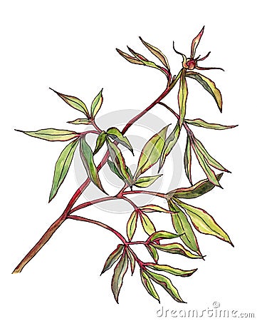Watercolor branch peony. Illustration for design. Cartoon Illustration