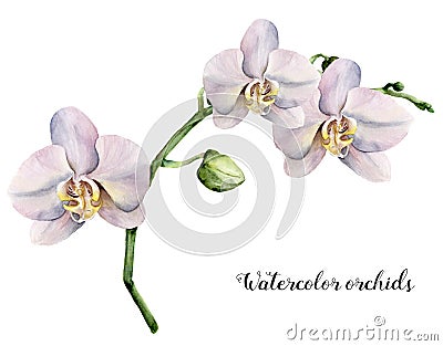 Watercolor branch with white orchids. Hand painted floral botanical illustration isolated on white background. Fo Cartoon Illustration