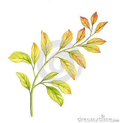 Watercolor branch with yellow leaves. Golden autumn colours. Hand painted isolated design. Detailed botanical Cartoon Illustration