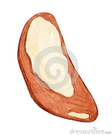 Watercolor brazil nut isolated on white . Bertholletia seed hand drawn illustration Cartoon Illustration