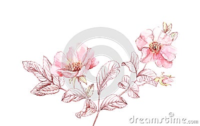 Watercolor Briar branches sketch. Botanic hand drawn illustration. Big flowrs with ink leaves isolated on white for Cartoon Illustration