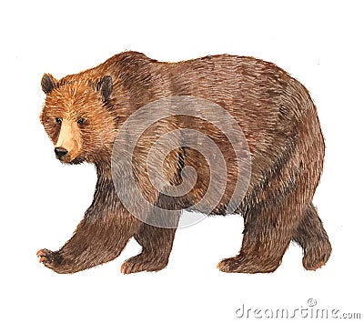 Watercolor brown bear animal illustration isolated Cartoon Illustration