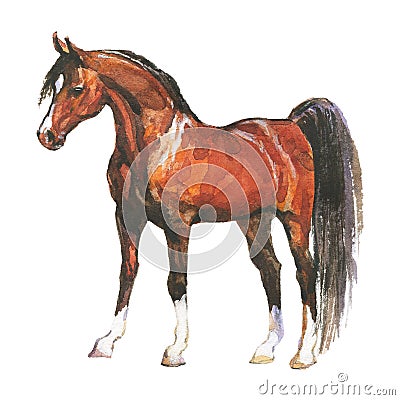 Watercolor brown horse Cartoon Illustration