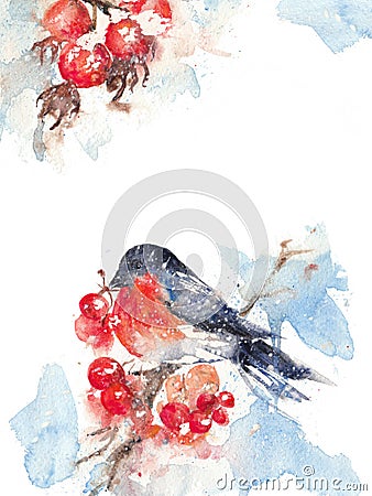 Watercolor bullfinch and ashberry, card layout Cartoon Illustration