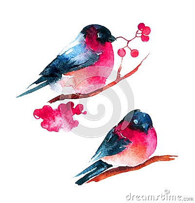 Watercolor bullfinch and ashberry Cartoon Illustration
