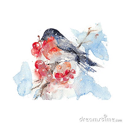 Watercolor bullfinch and ashberry isolated in a white background. Cartoon Illustration