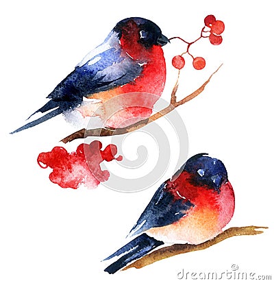 Watercolor bullfinch and ashberry Cartoon Illustration