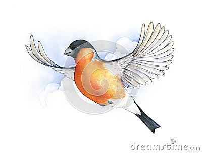 Watercolor bullfinch. bird in flight handwork drawing. Christmas symbol Stock Photo