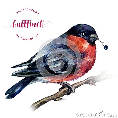 Watercolor Bullfinch on a branch. Vector Illustration