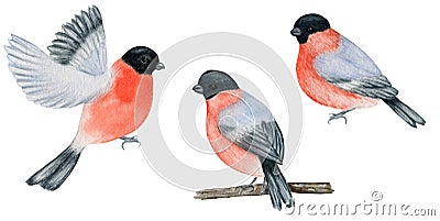 Watercolor bullfinch Christmas bird set. Hand painted illustration isolated on white background. Winter red flying bird Cartoon Illustration