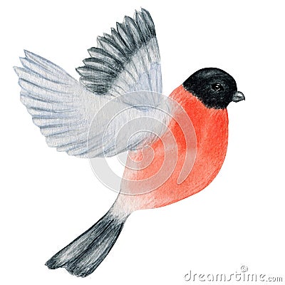 Watercolor bullfinch Christmas flying bird. Hand painted illustration isolated on white background. Winter red bird fly Cartoon Illustration