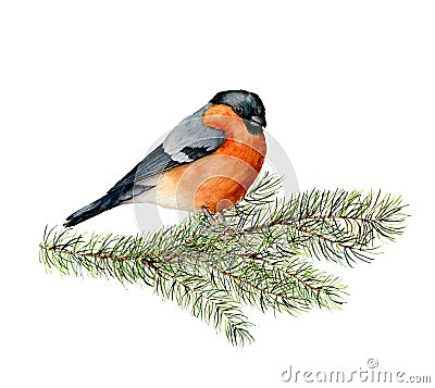 Watercolor bullfinch sitting on pine tree branch. Hand painted winter illustration with bird and fir tree isolated o Cartoon Illustration