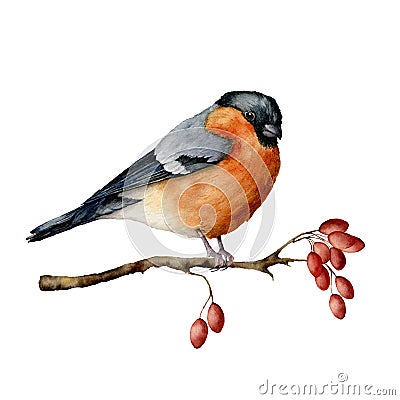 Watercolor bullfinch sitting on tree branch with berries. Hand painted winter illustration with bird and dog rose Cartoon Illustration