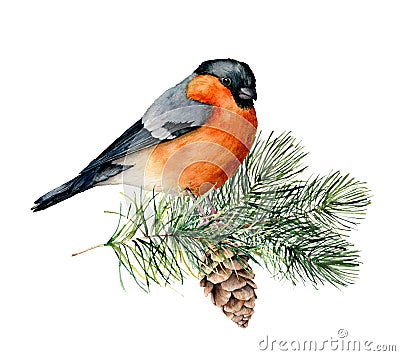 Watercolor bullfinch sitting on tree branch with pine cone. Hand painted winter illustration with bird and fir tre Cartoon Illustration