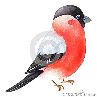 Watercolor Bullfinch. Winter Robin bird with red breast feathers. Isolated on white background. Watercolour Cartoon Illustration