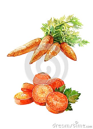 Watercolor bunch of carrots isolated on a white background illustration. Cartoon Illustration