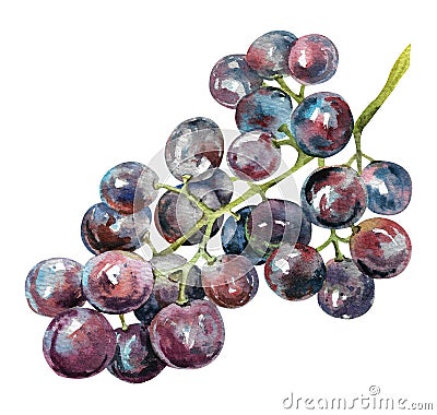 Watercolor bunch of dark grapes. Grapevine with ripe juicy grapes Stock Photo