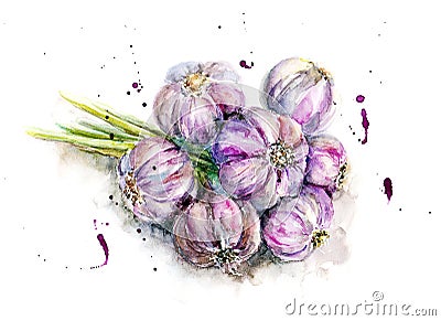 Watercolor bunch of garlic in sketch style Stock Photo